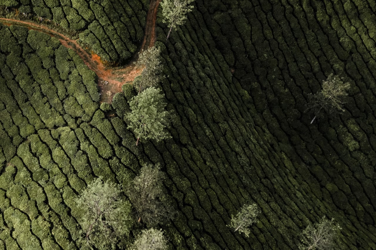 From Leaf to Cup: The Journey of Revolution Tea's Premium Blends