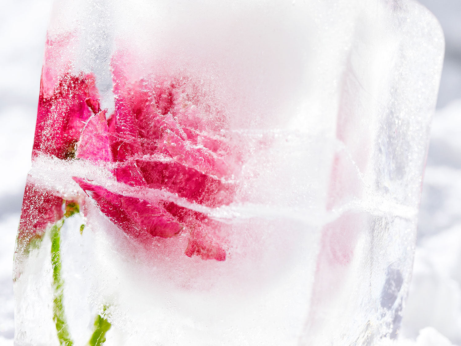 Ice Cubes with Rose Petals