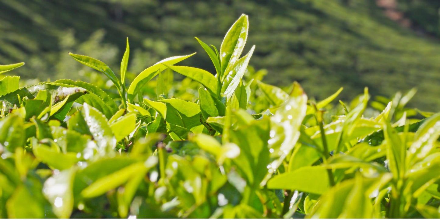 Organic Tea in Field