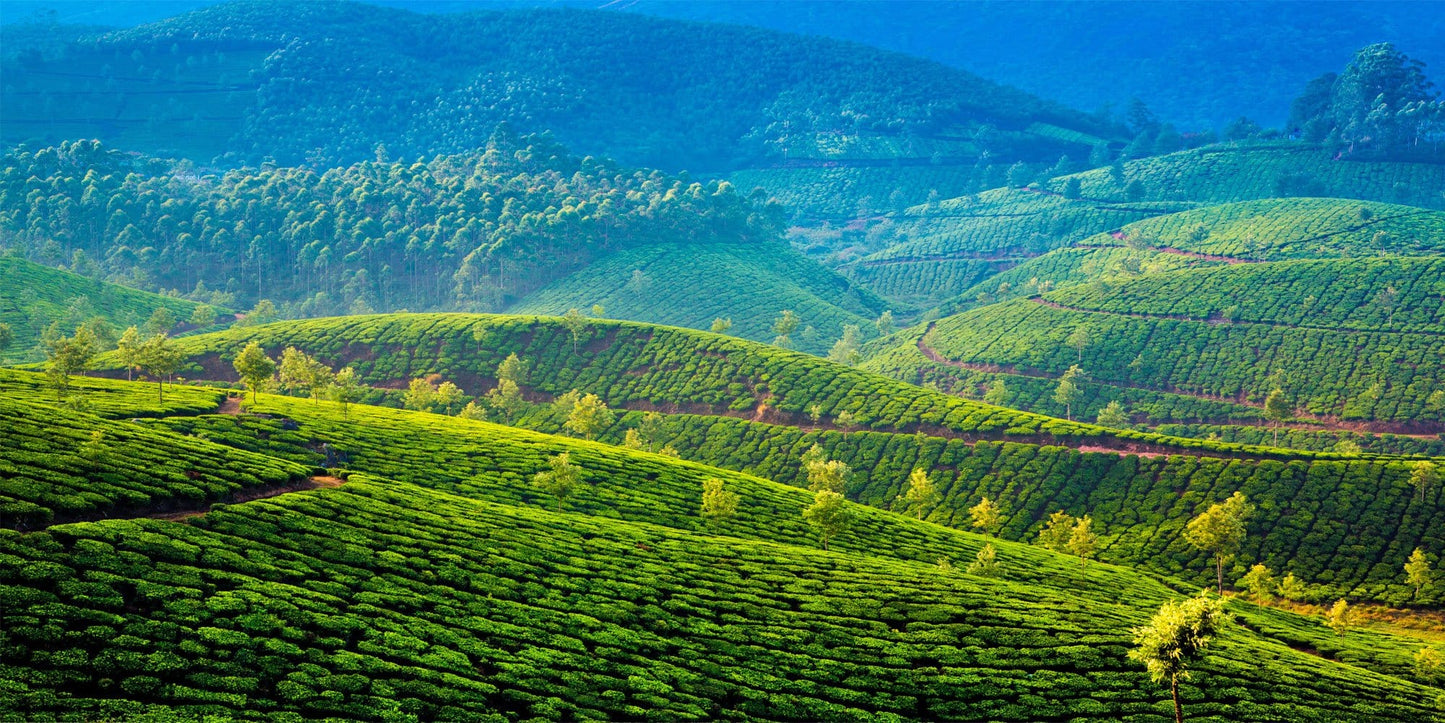 A Field of Tea