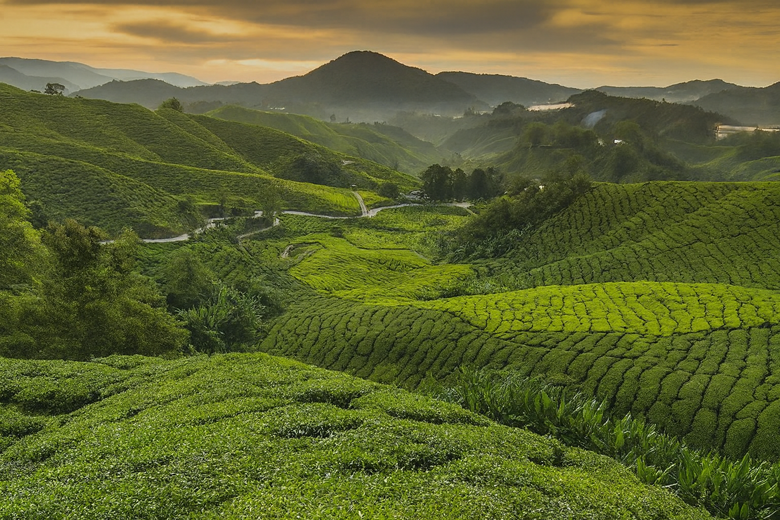The History of Tea – A Complete Tea Timeline