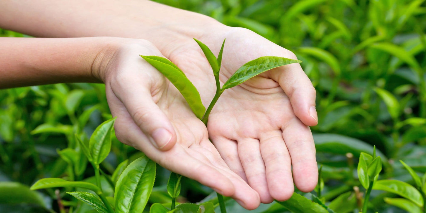 Organic Tea in Field