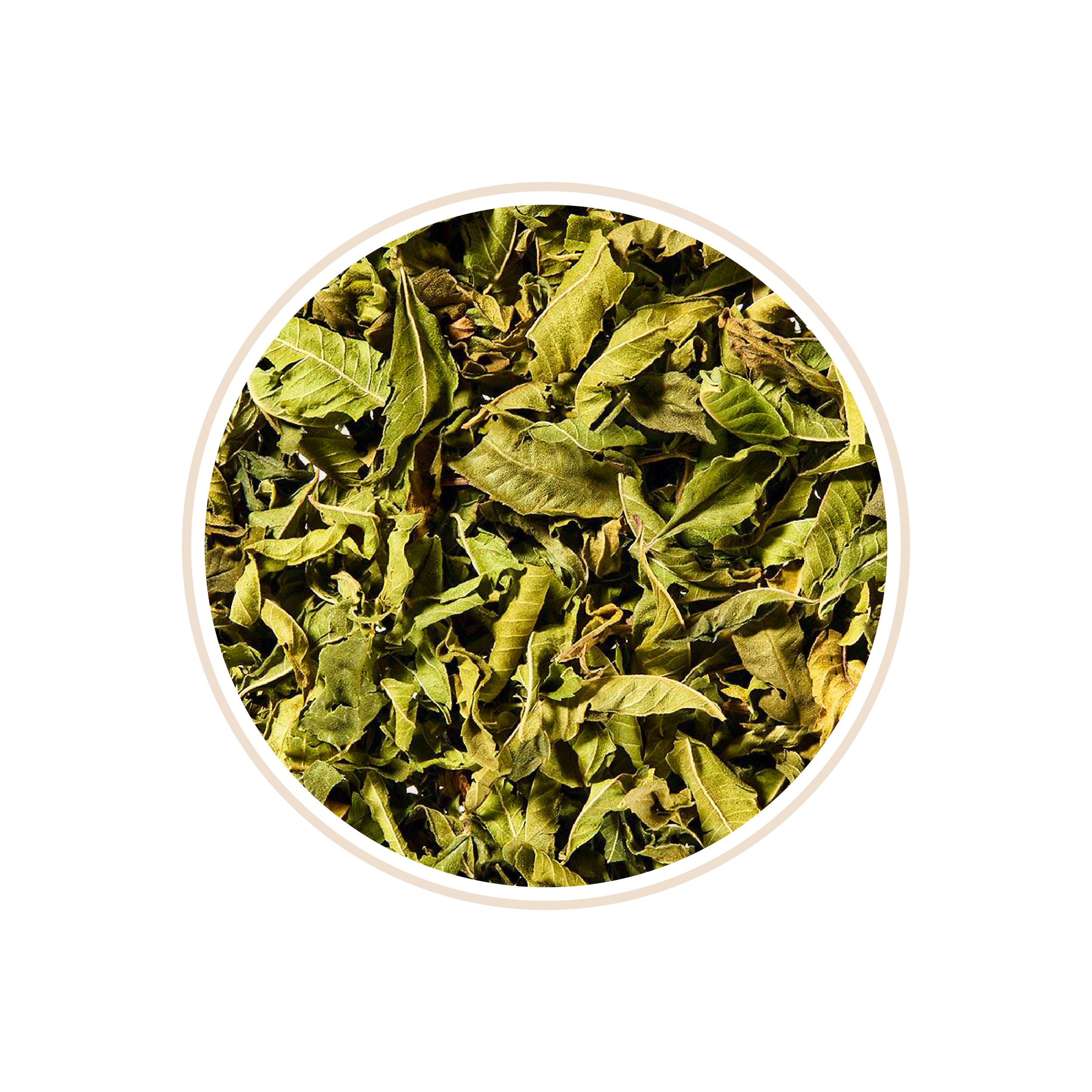 Loose green tea leaves in a circular frame.