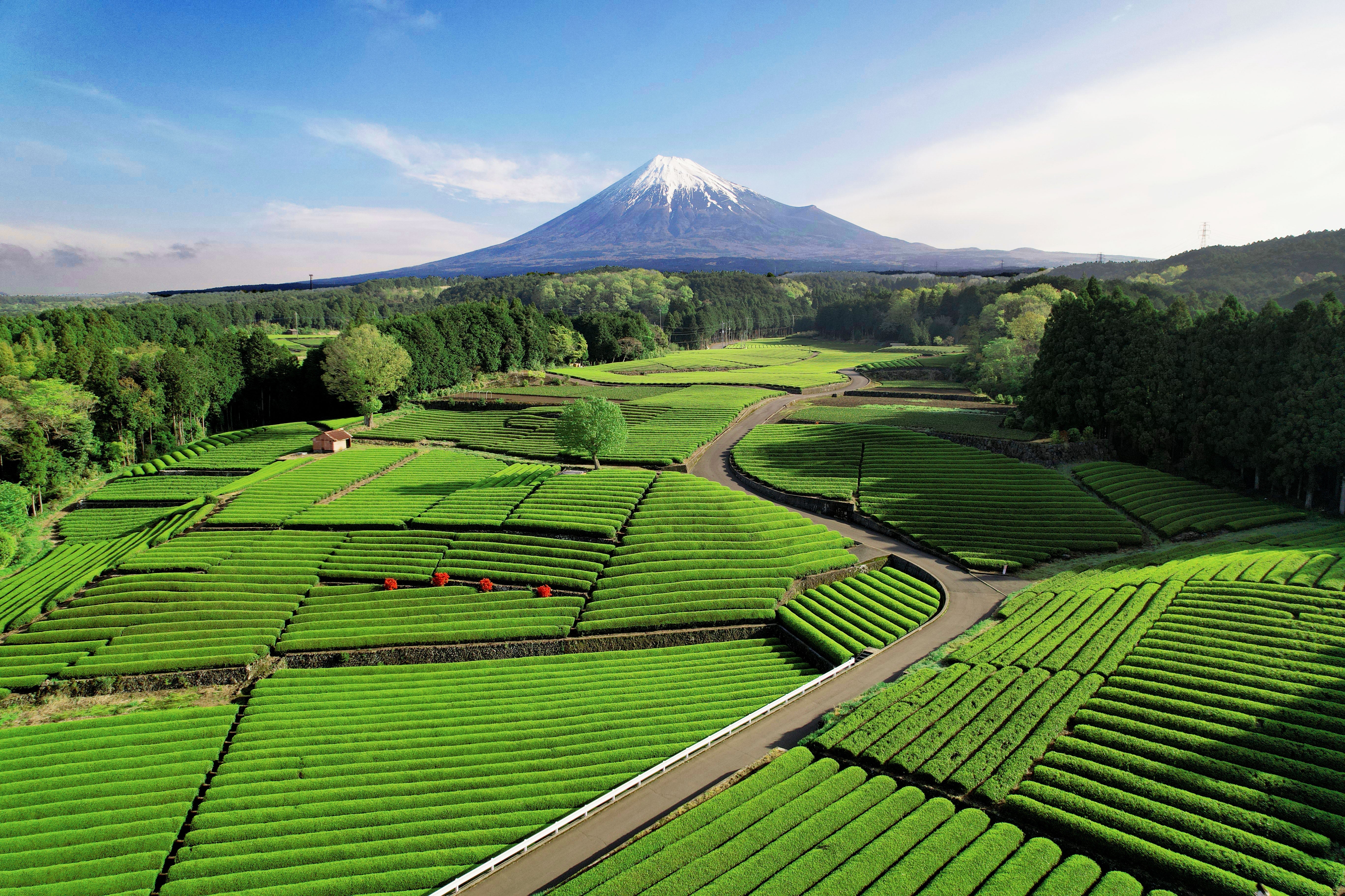 Lush green tea fields with a winding path and snow-capped mountain in the background.