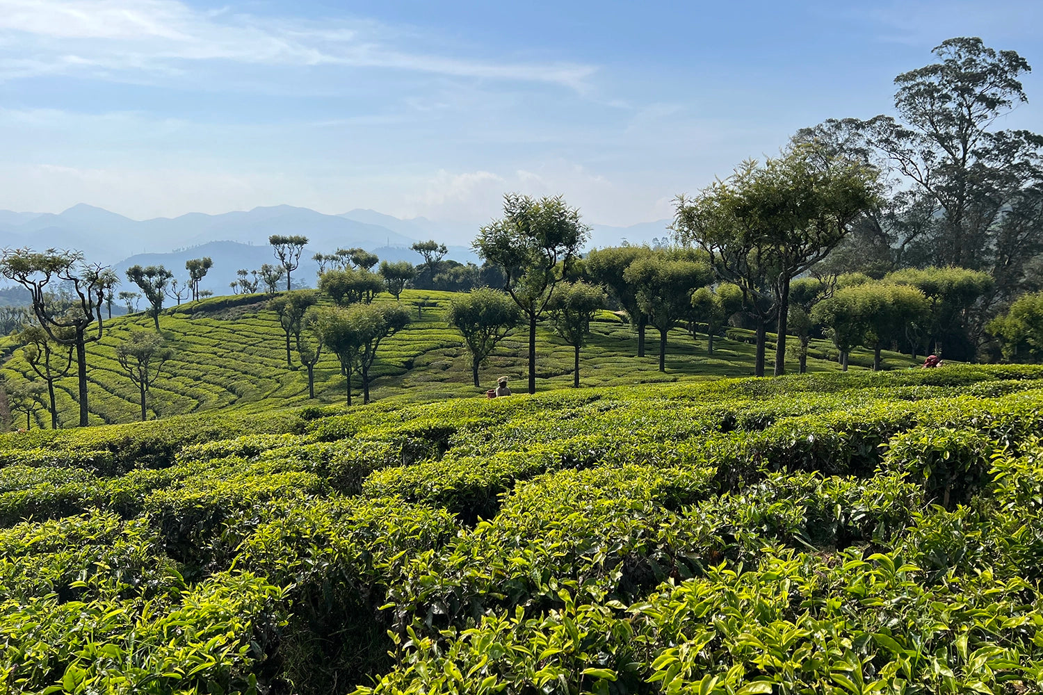Foggy tea plantation on a hill, with lush green tea bushes and trees scattered across.