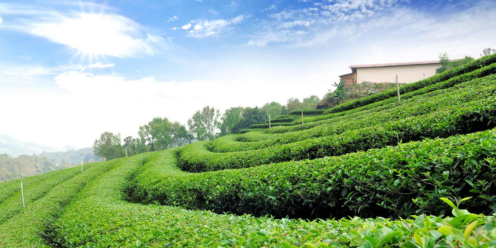 Field of Organic Tea