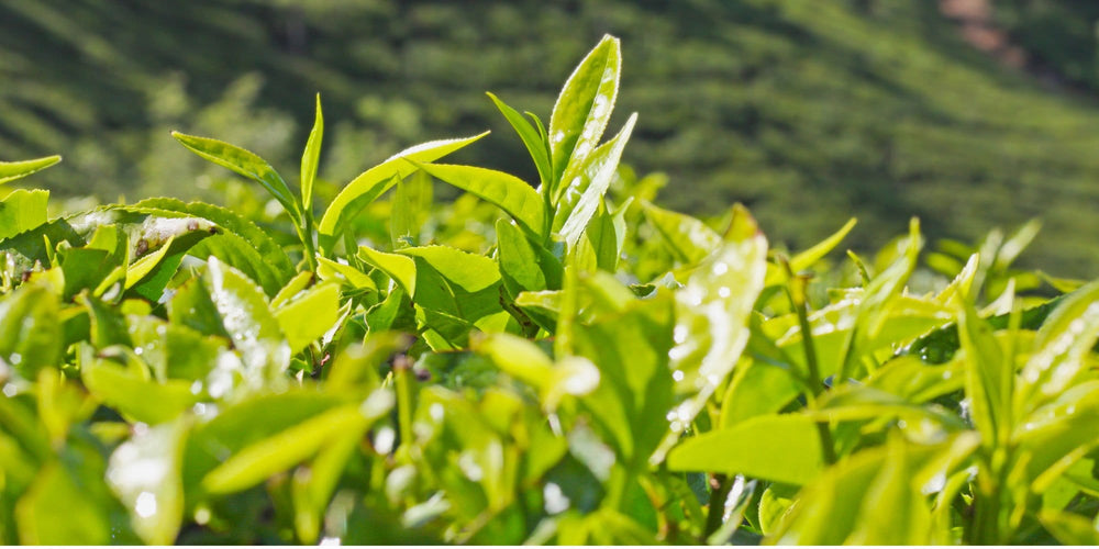 Organic Tea in Field