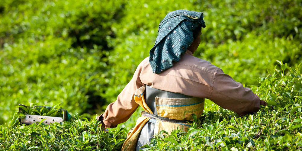 Women Harvesting Tea