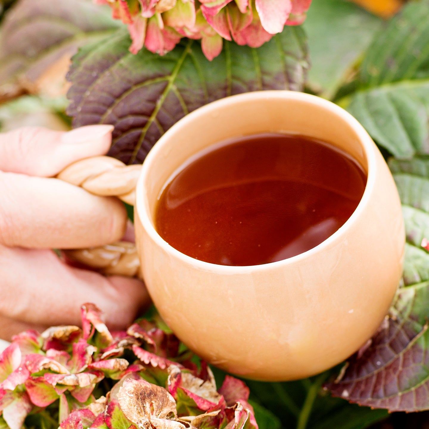 Rooibos Tea