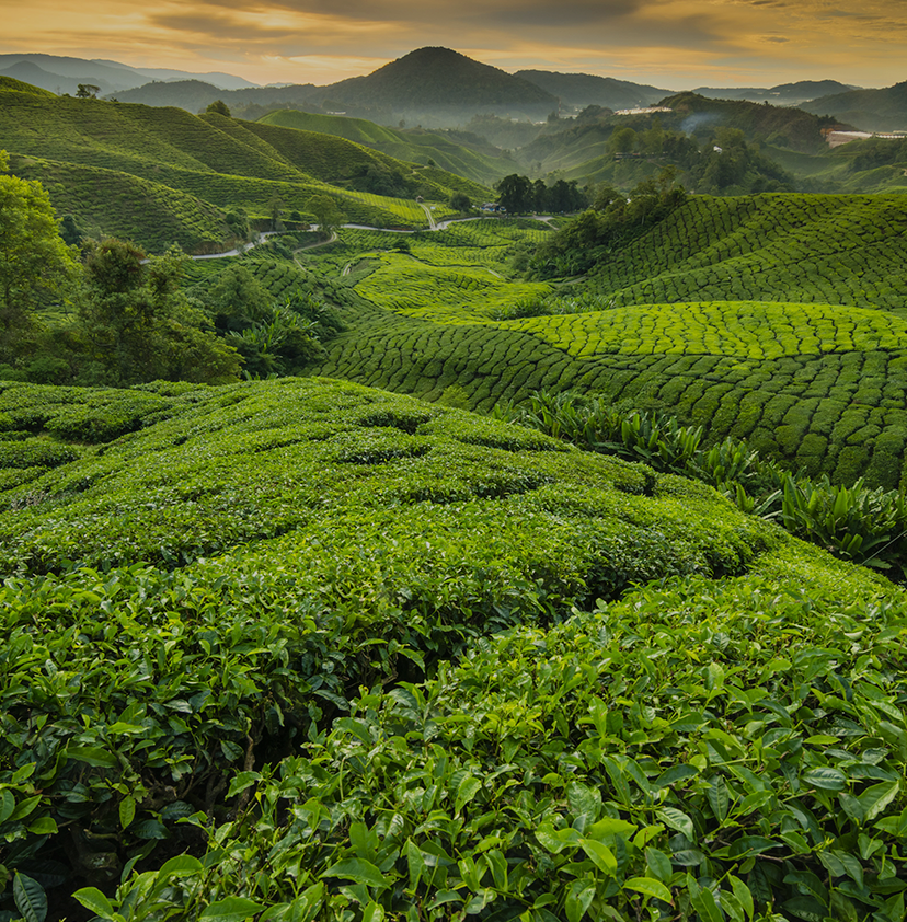 About – Revolution Tea